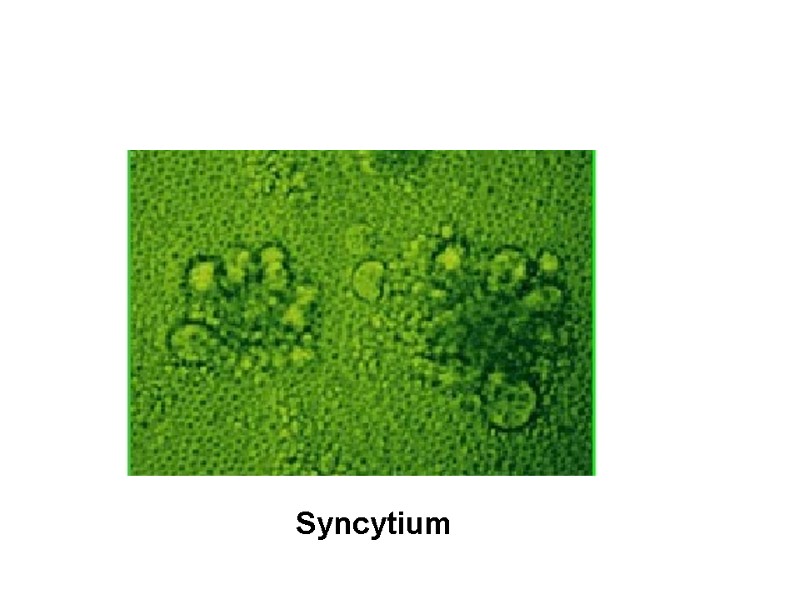 Syncytium